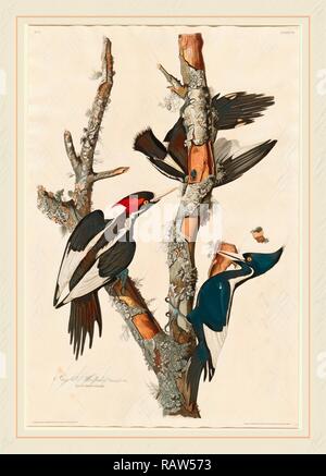 Robert Havell après John James Audubon, pic à bec ivoire, Américain, 1793-1878, 1829, à la main, gravure et repensé Banque D'Images