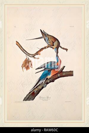 Robert Havell après John James Audubon, Tourte, Américain, 1793-1878, 1829, à la main, gravure et repensé Banque D'Images