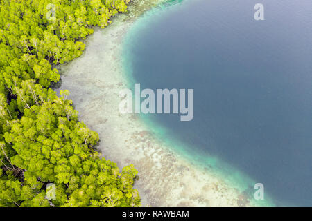 Un beau récif de corail se développe le long du bord d'une mangrove dans Raja Ampat, en Indonésie. Cette région diversifiée est connu comme le cœur du Triangle de Corail. Banque D'Images