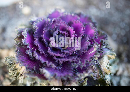 Bouquet de Rose chou ornemental dans un jardin d'hiver. Banque D'Images