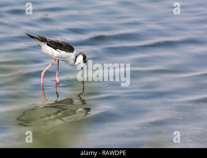 Black necked Stilt Bird de patauger dans l'eau Banque D'Images