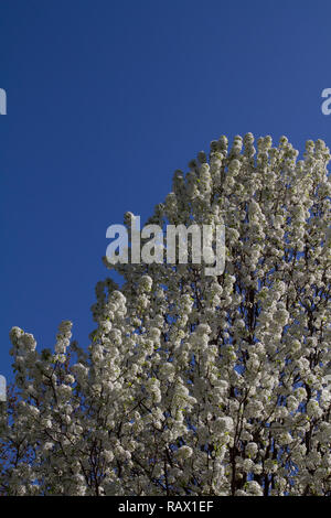 Arbre cornouiller fleurit au printemps Banque D'Images