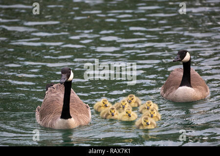 Bernaches du Canada parents d'un groupe de jeunes oisons qui nagent sur un étang dans un sanctuaire faunique (Branta canadensis) Banque D'Images