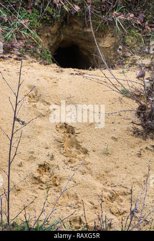 Imprime ou pistes dans le sable à l'entrée du trou d'un terrier de lapin (Oryctolagus cuniculus), Royaume-Uni Banque D'Images