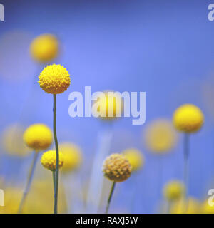 Bouton jaune australiennes indigènes Billy fleurs, Craspedia glauca, famille des Asteraceae. Aussi connu comme woollyheads ou baguette de fleurs. Banque D'Images