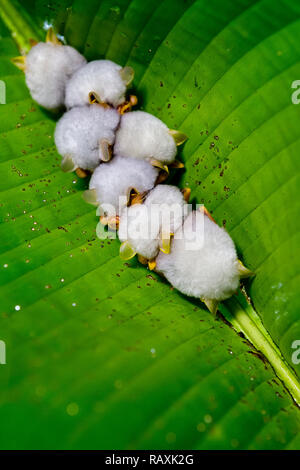 Blanc du Honduras bat sous une feuille de bananier, le Costa Rica Rainforest Banque D'Images