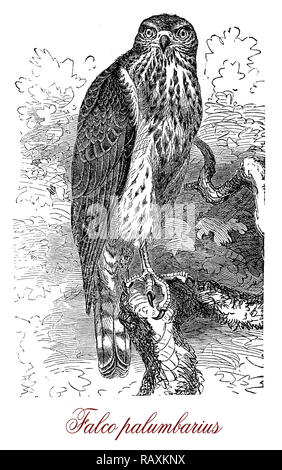 Vintage gravure d'Autour des palombes, raptor avec de courtes ailes et queue large utilisé en moyen-âge de la noblesse pour falcony Banque D'Images