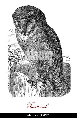 Vintage gravure de Barn Owl oiseau nocturne, avec visage en forme de cœur et très aiguës audience, spécialisé dans la chasse aux petits mammifères sur le terrain situé à par sound Banque D'Images