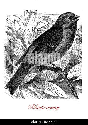 Illustration Dun Oiseau Canari Jaune Banque Dimages Photo