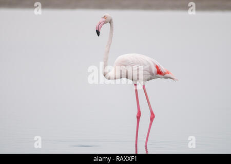 Flamant rose, Phoenicopterus roseus, Walvis Bay, en Namibie Banque D'Images