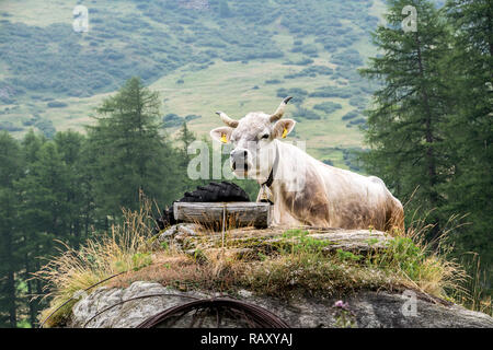 Une vache ist reposant sur un colline en face d'une chaîne de montagnes Banque D'Images