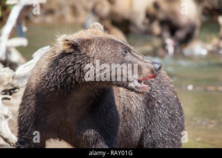 Wild grizzly ours brun avec du rouge lèvres. portrait de l'ours que museler la bête dans le sang Banque D'Images