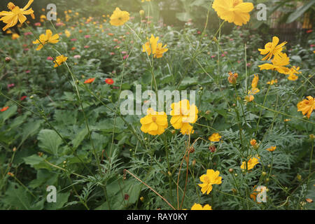 Belle floraison jaune Cosmos dans jardin Banque D'Images