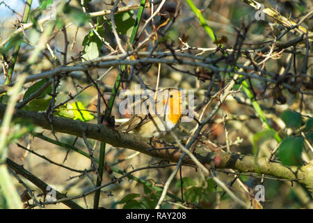 Close up of Robin, erithacus rubecula aux abords, montrant redbreast, ailes et queue brun des plumes, seul close up Banque D'Images