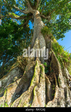 Tobago, Antilles, Caraïbes. Le coton de soie géant arbre est le plus ancien et le plus grand arbre sur Tobago a un mystique histoire de sage-femme Gang Gang Sarah Banque D'Images