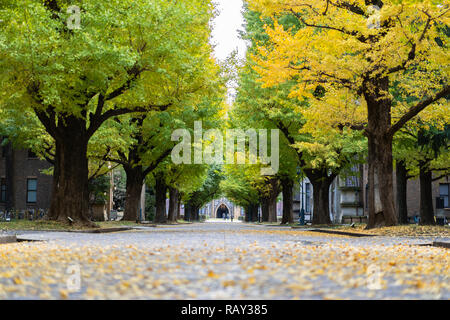 TOKYO, JAPON - 20 novembre 2018 : Le ginkgo feuilles jaunes à la route à l'intérieur de l'Université de Tokyo Banque D'Images