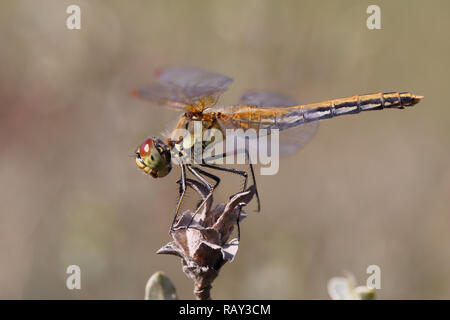 Yellow-winged Darter (Sympetrum flaveolum) Banque D'Images
