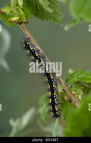 Schönbär Callimorpha dominula, Raupe, Panaxia, dominula, Scarlet Tiger Moth, Caterpillar, L'écaille marbrée, écaille rouge, Bärenspinner, Arctiidae, UN Banque D'Images