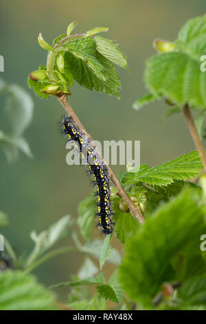 Schönbär Callimorpha dominula, Raupe, Panaxia, dominula, Scarlet Tiger Moth, Caterpillar, L'écaille marbrée, écaille rouge, Bärenspinner, Arctiidae, UN Banque D'Images