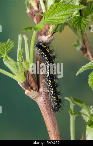 Schönbär Callimorpha dominula, Raupe, Panaxia, dominula, Scarlet Tiger Moth, Caterpillar, L'écaille marbrée, écaille rouge, Bärenspinner, Arctiidae, UN Banque D'Images