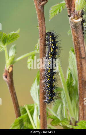 Schönbär Callimorpha dominula, Raupe, Panaxia, dominula, Scarlet Tiger Moth, Caterpillar, L'écaille marbrée, écaille rouge, Bärenspinner, Arctiidae, UN Banque D'Images