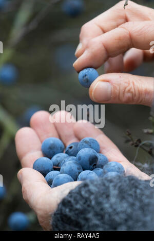 Schlehenernte Schlehen-Ernte, von Schlehenfrüchten, Ernte, Frucht, Früchte, Schlehenbeeren Schlehen Schlehe,,,,, Schwarzdorn Gewöhnliche Schlehe Prunu Banque D'Images