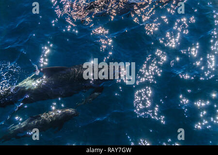 Deux Long-Finned pilot whales, mère et son petit -Globicephala melas- vu d'en haut à droite tout en nageant dans l'océan Atlantique Sud, près de l'Falklan Banque D'Images