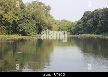 Le lac de l'Université de Jahangirnagar, Dhaka, Bangladesh Banque D'Images