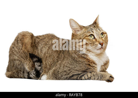 Portrait d'un chat domestique couché et à la recherche. Isolé sur blanc. Banque D'Images