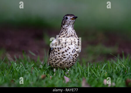 Grive musicienne. Turdus philomelos. Seul adulte perché sur pelouse. Le Staffordshire. Îles britanniques. Banque D'Images