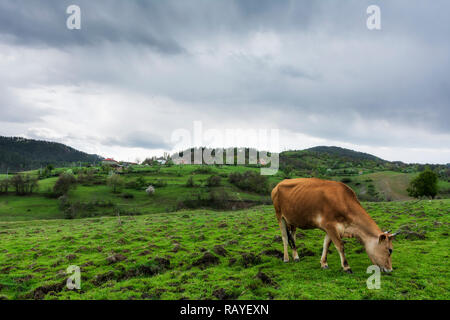 Vache de montagne sauvage, Bulgarie Banque D'Images