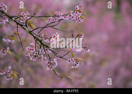 L'Himalayan sauvages les fleurs de cerisier fleurissent dans Chiang Mai, Thaïlande au cours de l'hiver Banque D'Images