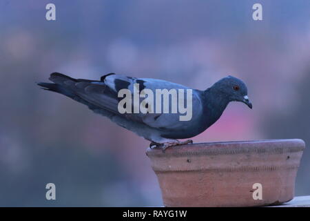 Pigeon domestique (Columba livia domestica , pigeon biset) Banque D'Images