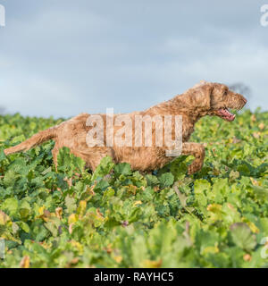 Poil dur chien hongrois Vizsla devint Banque D'Images