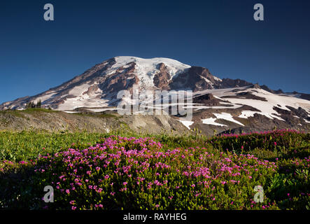 WA15655-00...WASHINGTON - blooming heather colorés le long de la Skyline Trail sur la crête de Mazama dans Mount Rainier National Park. Banque D'Images