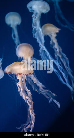 Ortie méduses dans la mer de Malaisie Sea Aquarium, Singapour Banque D'Images