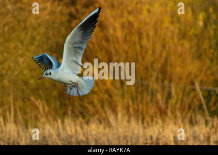 Mouette à tête noire close up simple battant avec ailes déployées et les plumes des ailes montrant bill contre le fond de ciel solide Banque D'Images