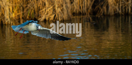 Mouette à tête noire close up simple battant avec ailes déployées et les plumes des ailes montrant bill contre le fond de ciel solide Banque D'Images