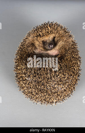 Hedgehog, Royaume-Uni. Banque D'Images