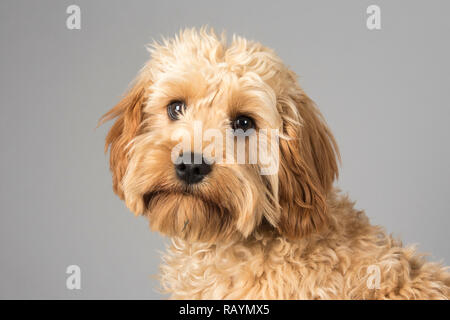 Portrait d'un chien animal de compagnie au Royaume-Uni Banque D'Images