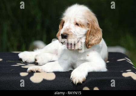 Superbe Cocker Anglais chiot couché sur la couverture noire Banque D'Images