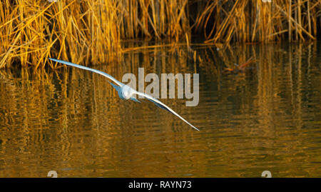 Mouette, mouette noir planeur sur le lac avec les ailes déployées et reflets d'or Banque D'Images