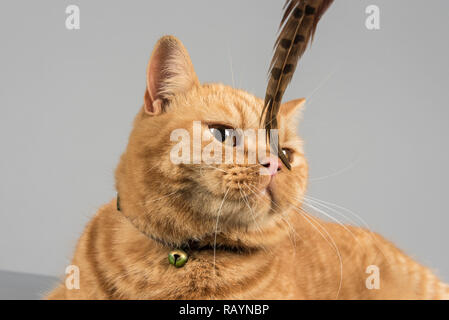 Cat jouant avec une plume, Royaume-Uni. Banque D'Images