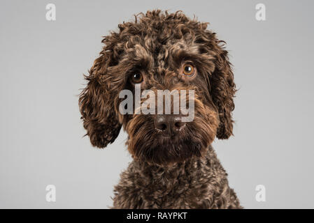 Portrait d'un animal de compagnie chien de Cockapoo au Royaume-Uni Banque D'Images