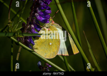 Papillon sur plante en été soleil Banque D'Images