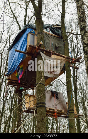 Maisons dans les arbres en hauteur dans un arbre de la Hambacher Forst, une vieille forêt naturelle, qui devient un symbole populaire dans la lutte contre le réchauffement climatique, l'Allemagne. Banque D'Images