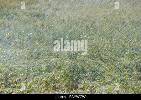 Machine à pulvériser de l'eau d'irrigation par aspersion sur les terres agricoles au cours d'une sécheresse de l'été, l'arrosage d'un champ de blé. Banque D'Images