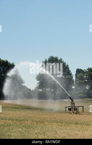 Machine d'irrigation par aspersion portable pulvériser de l'eau sur les terres agricoles au cours d'une sécheresse de l'été, chaud et sec en été 2018, l'Europe. Banque D'Images