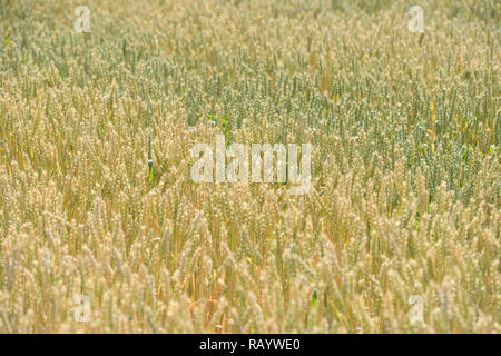 Couleurs de l'été, jaune brillant de couleur verte sur les épis de maïs d'un champ de céréales, détaillée shot. Banque D'Images