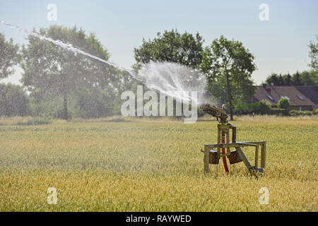 Machine d'irrigation par aspersion portable pulvériser de l'eau sur les terres agricoles au cours d'une sécheresse de l'été, chaud et sec en été 2018, l'Europe. Banque D'Images